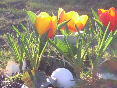 Hortulus Floristik und Gartenkultur