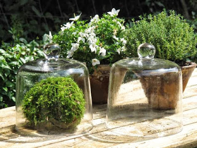 Hortulus Floristik und Gartenkultur