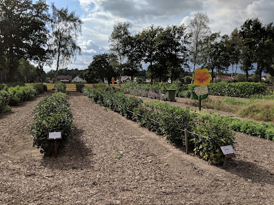 Blumen zum Selberschneiden
