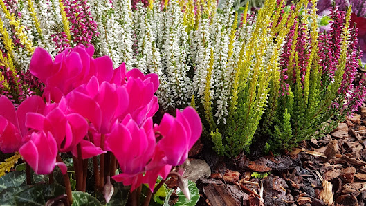 Blumen Schepper - Balve