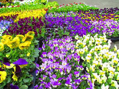Blumen Gerull