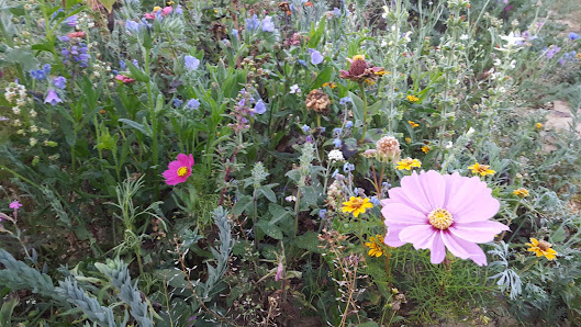 Schneider's Blumenparadies