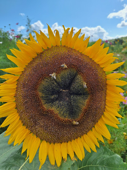 Schneider's Blumenparadies