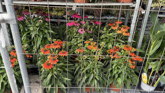 Blatt und Blüten
