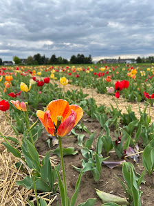 Blumen zum selber schneiden Lampenscherf