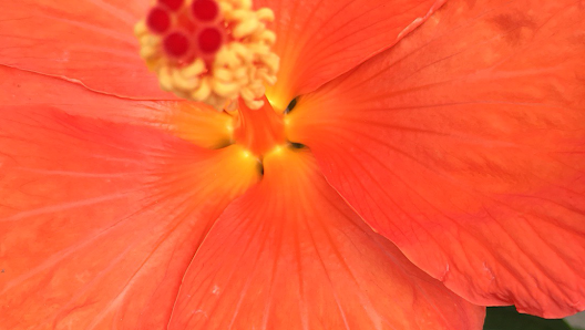 Blumen und Gartenbau Schmitt Inh. Volker Schmitt