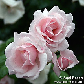 Agel Garten UG & Co. KG