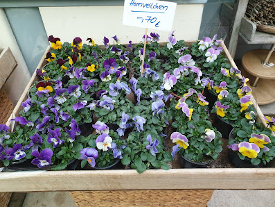 Blumen Eisenhuth