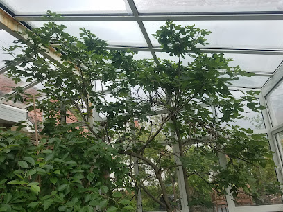 Hortensis