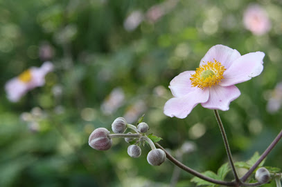 Gartenbauer
