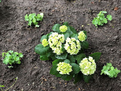 Gartenservice Krause