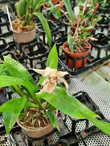 Wilhelm Hennis Orchideen