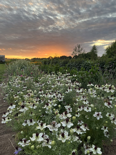 Vorwärts Grün: Blumen zum Selbstpflücken