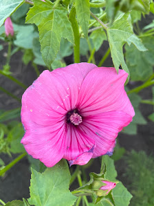 Vorwärts Grün: Blumen zum Selbstpflücken