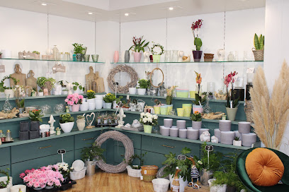 Lavandula Floristik