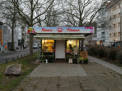 Blumen Pflanzen