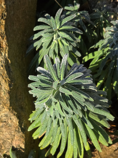 Gartenbauer
