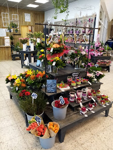 Blumen Edelweiß Northeim