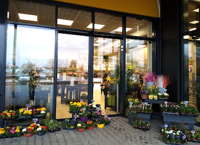 Blumen Edelweiß Northeim
