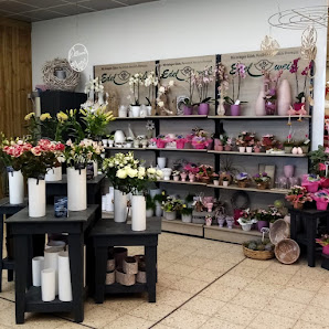 Blumen Edelweiß Northeim