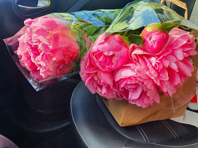 Holland Blumen
