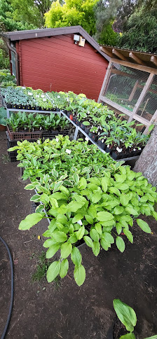Die kleine Hosta-Gärtnerei