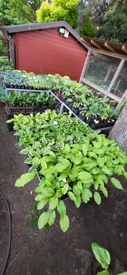 Die kleine Hosta-Gärtnerei