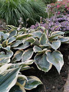 Die kleine Hosta-Gärtnerei