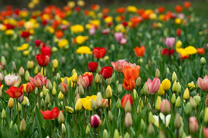 Blumenverkauf (Selbstbedienung)