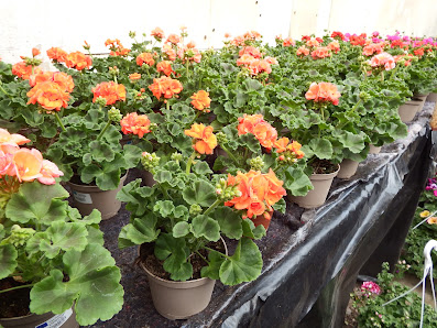 Blumen Nießen