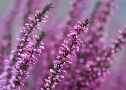Gerritzen Gartenbau Kevelaer