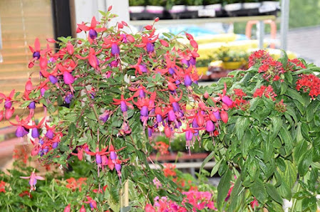 Blumenhaus Lutz