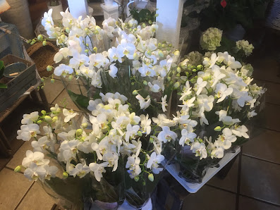 Blumen Spallek - Blumenhof Büderich