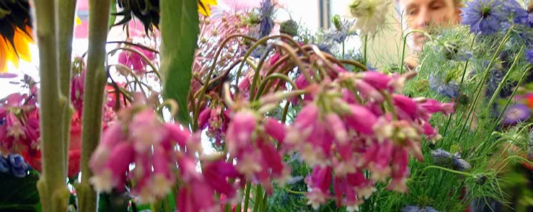 Dornrose Blumen