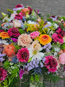 Blumen Jule blüht auf