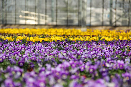 Gartenbau Hilger