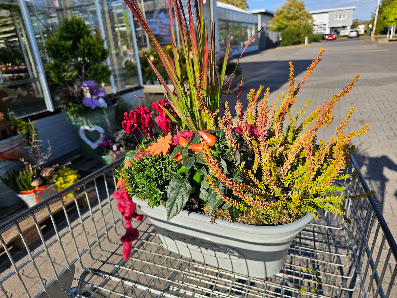 Blumen Risse Blumenmarkt Bad Kreuznach