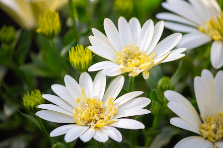 Blumenhof Sendenhorst