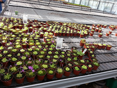 Gartenbau Weilbrenner