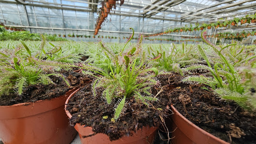Gartenbau Weilbrenner