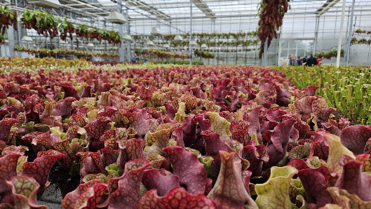 Gartenbau Weilbrenner