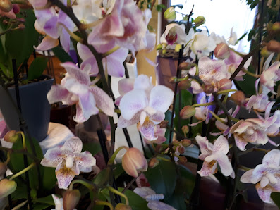 Blumenhaus Rohr