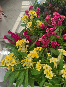 LAMBERT Garten Florist Zoo