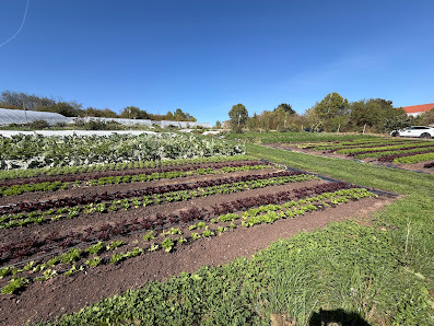 Weierhöfer Gartengemüse - Market Garden