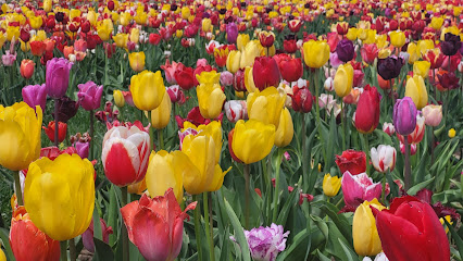Blumen selbst schneiden/blumen_by_berges