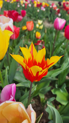 Blumen selbst schneiden/blumen_by_berges