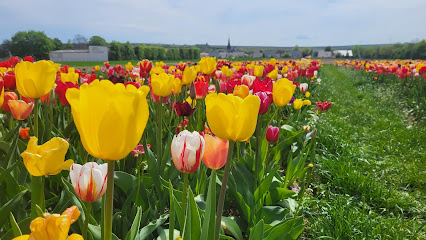 Blumen selbst schneiden-Blumen_by_Berges