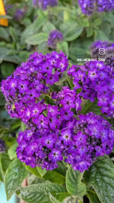 Blumenhaus Zorn