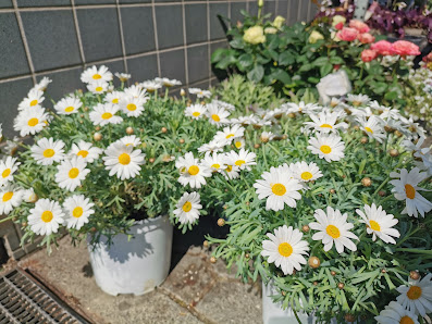 Blumen Ecke