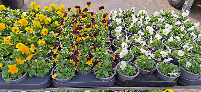 Gärtnerei-Blumenhaus Inh. Ignatz Schlaghecken